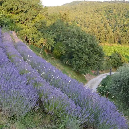 Podere Querceto 农家乐